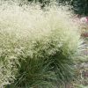 deschampsia-caespitosa-palava-opg-tvrtko Deschampsia cespitosa 'Palava'