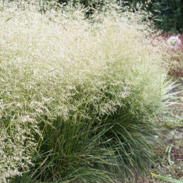 deschampsia-caespitosa-palava-opg-tvrtko Deschampsia cespitosa 'Palava'