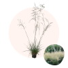 deschampsia-palava-opg-tvrtko Deschampsia cespitosa 'Palava'