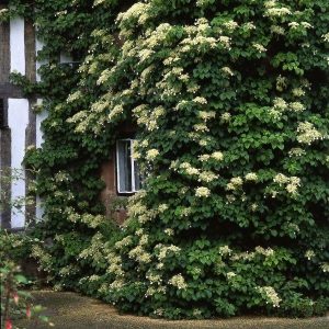 Hydrangea anomala subsp. petiolaris - hortenzija penjačica