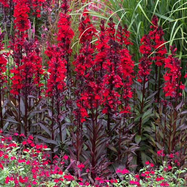 Lobelia speciosa 'Fanship Scarlet Bronze Leaf'