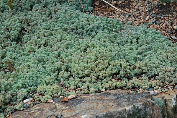 Sedum hispanicum L.