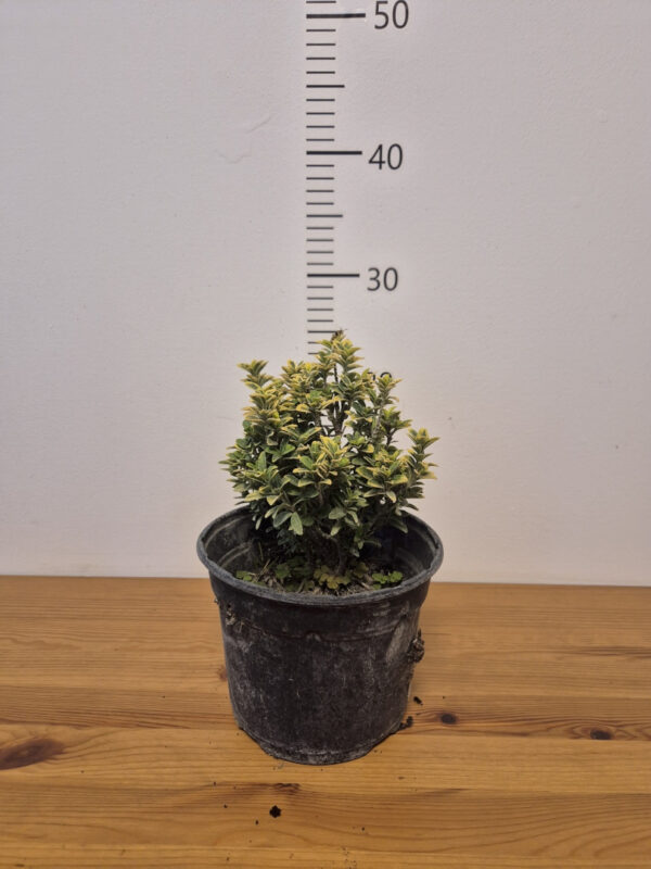 Euonymus japonicus 'Microphyllus Aureomarginatus' - japanska kurika