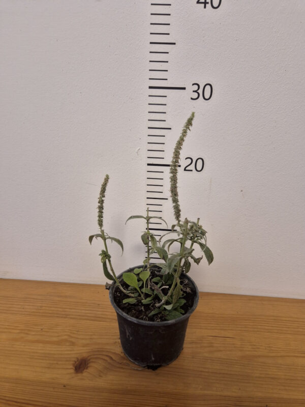 Veronica spicata 'Snow Candles'