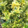 Euonymus japonicus 'Microphyllus Aureomarginatus' - japanska kurika