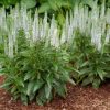 Veronica spicata 'Snow Candles'