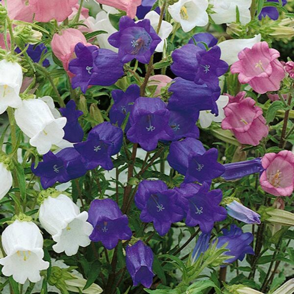 Campanula medium - vrtni zvončić