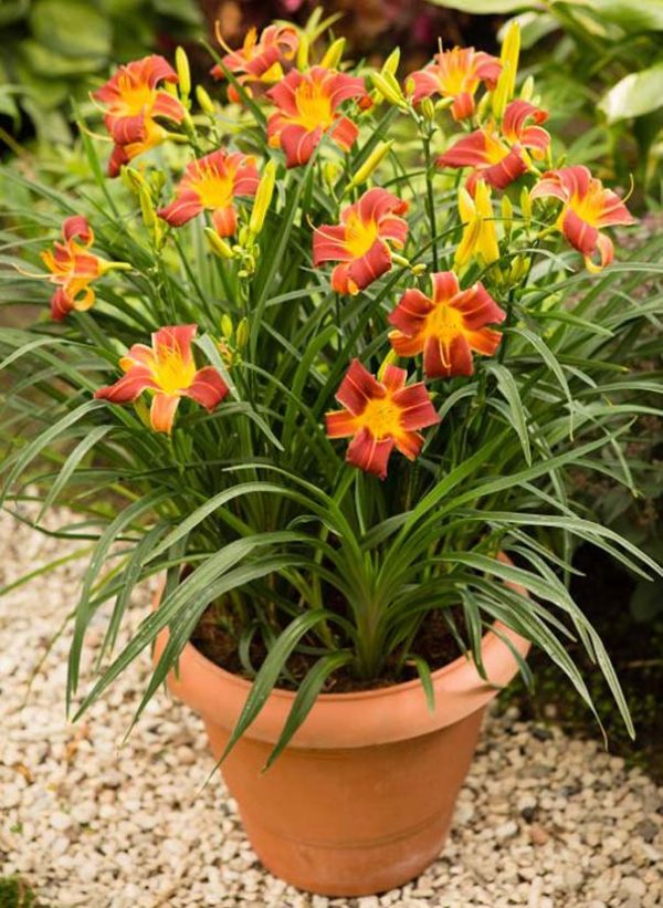 EVERYDAYLILY_Red_Rib_opgtvrtko Hemerocallis "Everydaylily Red Ribs"-dnevni ljiljan