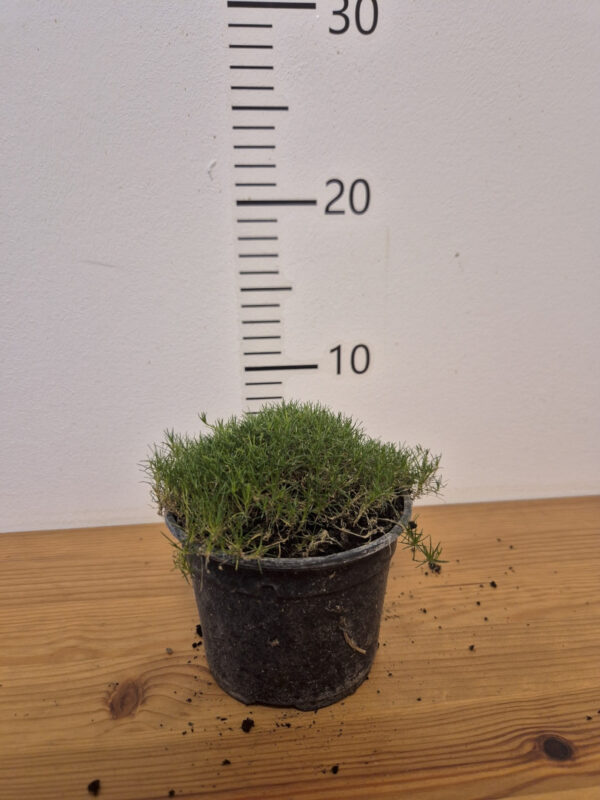 Sagina subulata-irska mahovina