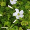 Oxalis incarnata