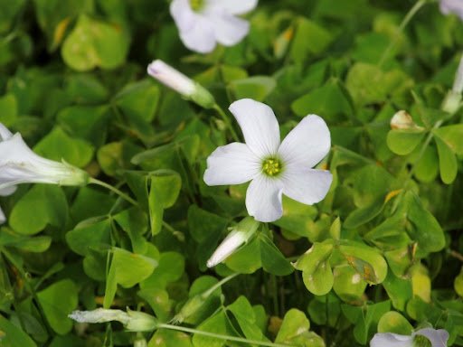 Oxalis incarnata