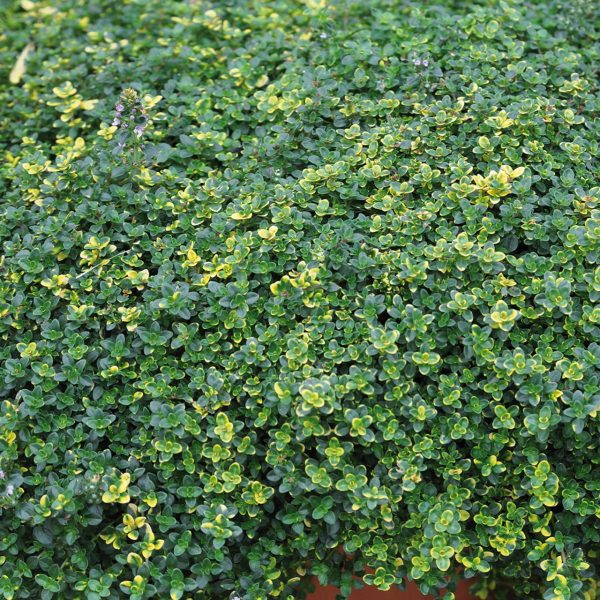 Thymus Citriodorus "Sambesi"-viseći timijan