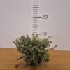 Thymus Citriodorus "Sambesi"-viseći timijan