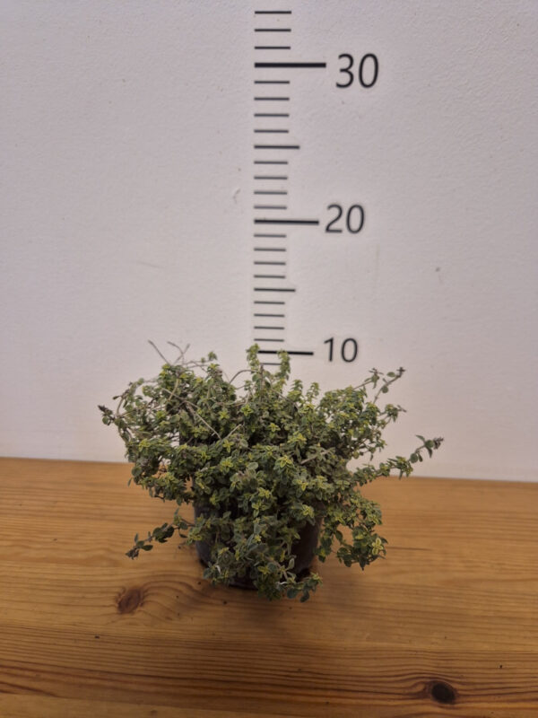 Thymus Citriodorus "Sambesi"-viseći timijan