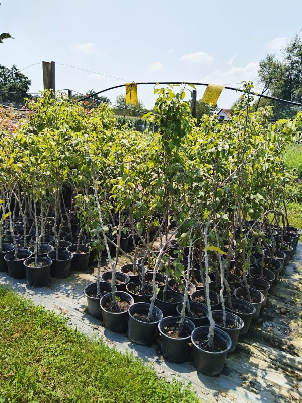 Pyrus communis 'Conference'-kruška