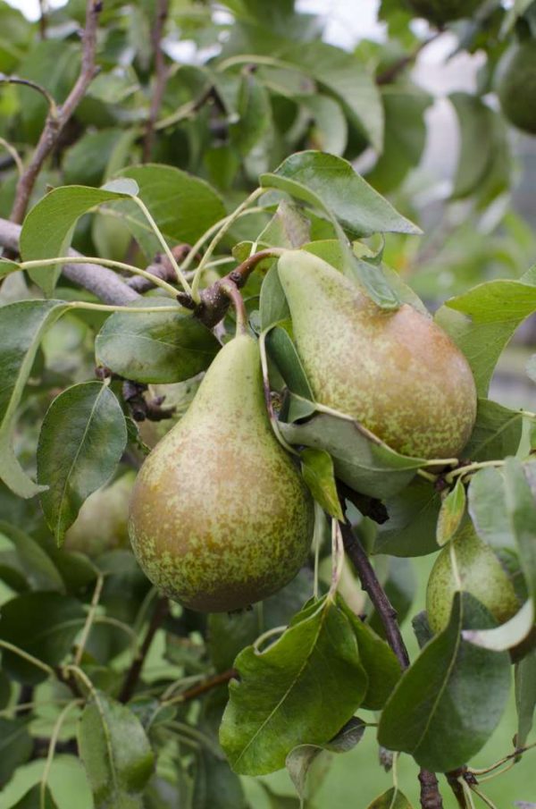 Pyrus communis 'Conference'-kruška