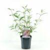 Buddleja davidii 'Pink Delight'-ljetni jorgovan/leptirov grm