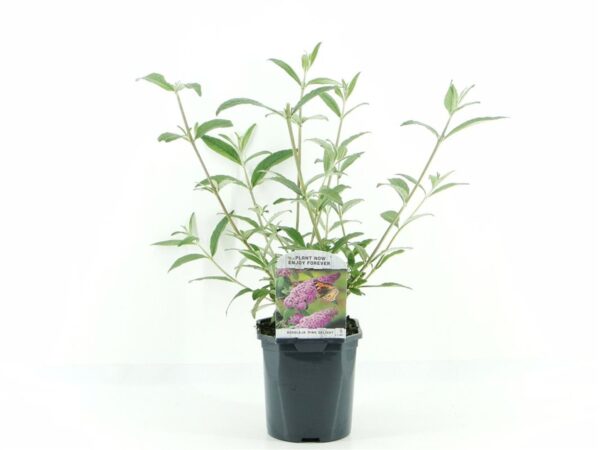 Buddleja davidii 'Pink Delight'-ljetni jorgovan/leptirov grm