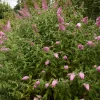 Buddleja davidii 'Pink Delight'-ljetni jorgovan/leptirov grm