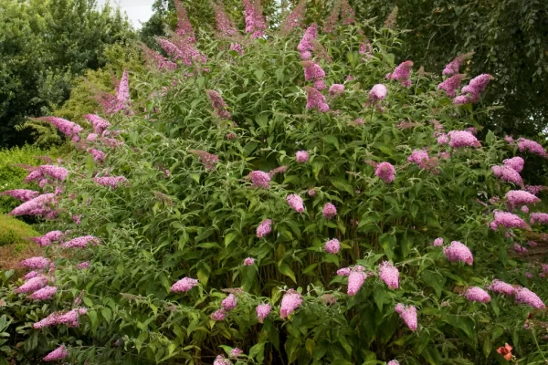 Buddleja davidii 'Pink Delight'-ljetni jorgovan/leptirov grm