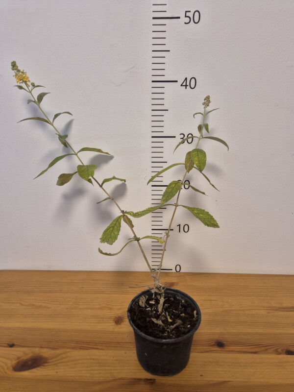 Buddleja davidii - ljetni jorgovan/leptirov grm žuti