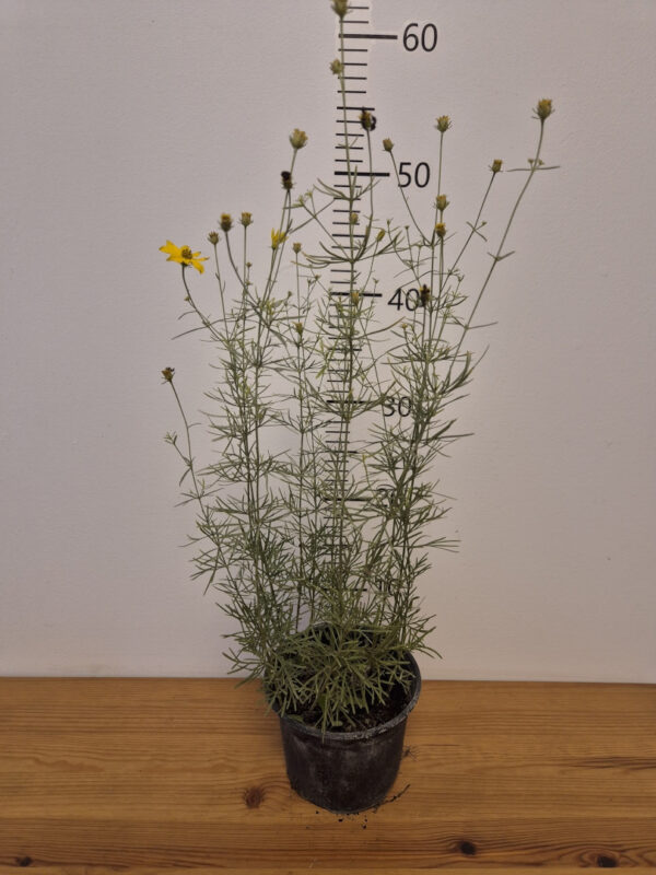 Coreopsis verticillata - djevojačko oko
