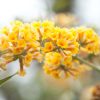 Buddleja davidii - ljetni jorgovan/leptirov grm žuti