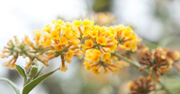 Buddleja davidii - ljetni jorgovan/leptirov grm žuti
