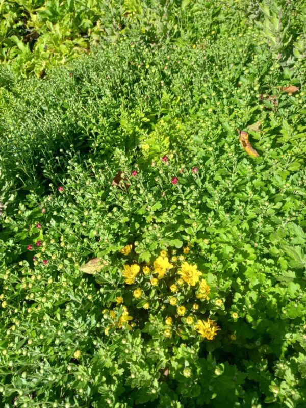 Chrysanthemum - multiflora