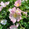Rosa canina “Laxa” - šipak, divlja ruža