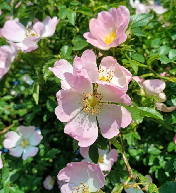 Rosa canina “Laxa” - šipak, divlja ruža