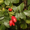 Rosa canina “Laxa” - šipak, divlja ruža