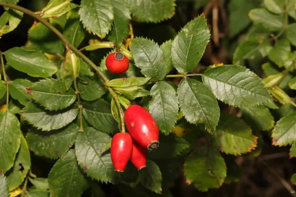 Rosa canina “Laxa” - šipak, divlja ruža