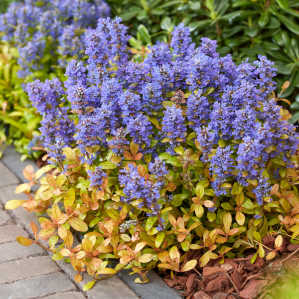 Ajuga 'Feathered Friends Fancy Finch'