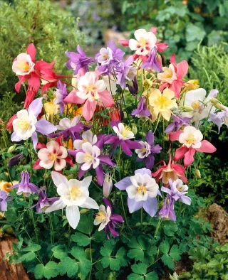 Aquilegia 'McKana' - pakujac