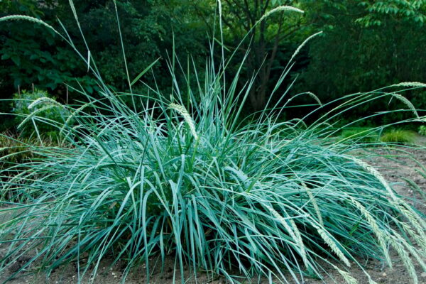 elymusarenarius.tvrtkohr Elymus arenarius - plava lajmska trava