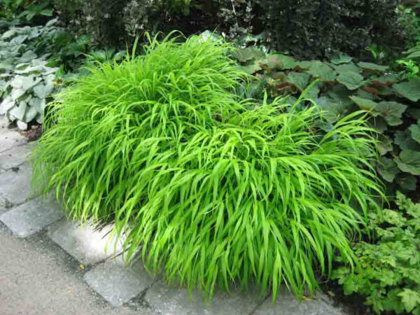 Hakonechloa macra - prugasta japanska trava