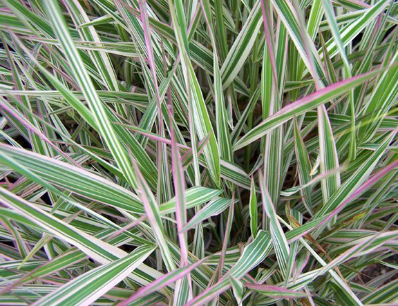 Phalaris arundinacea "Feesey"