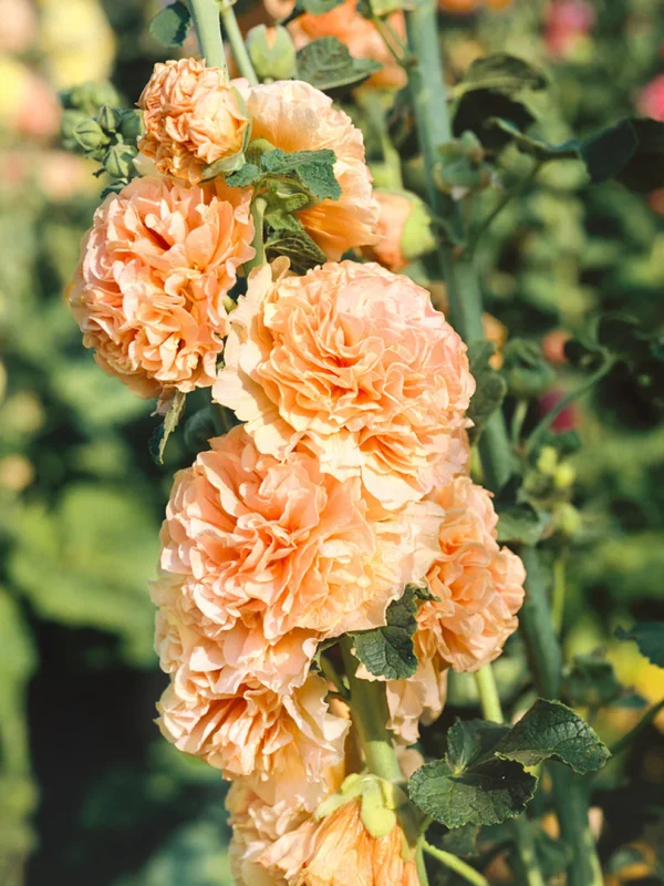 Alcea rosea 'Double Apricot' - vrtni sljez