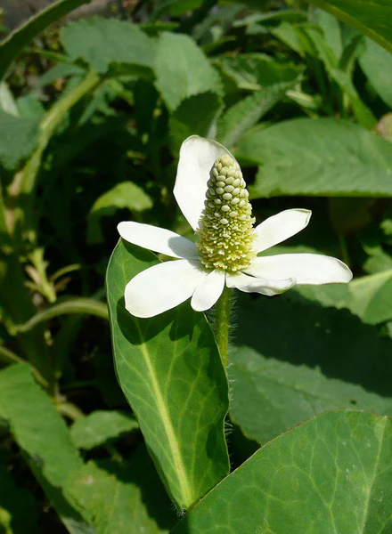 Anemopsistvrtkohr Anemopsis californica