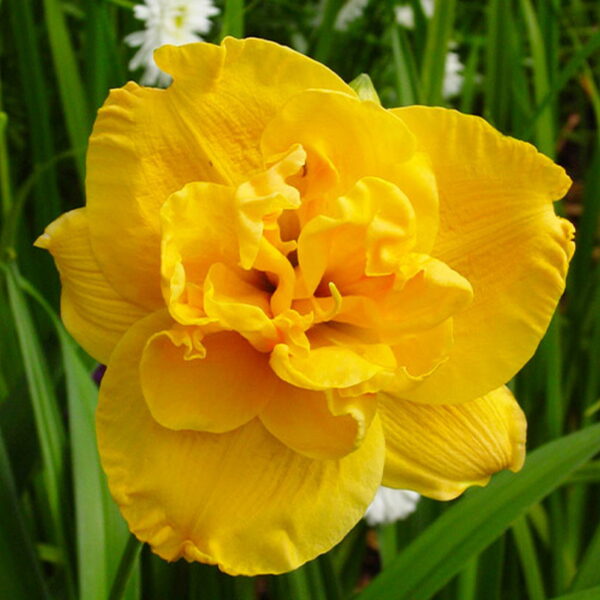 Hemerocallis 'Patricia' - dnevni ljiljan