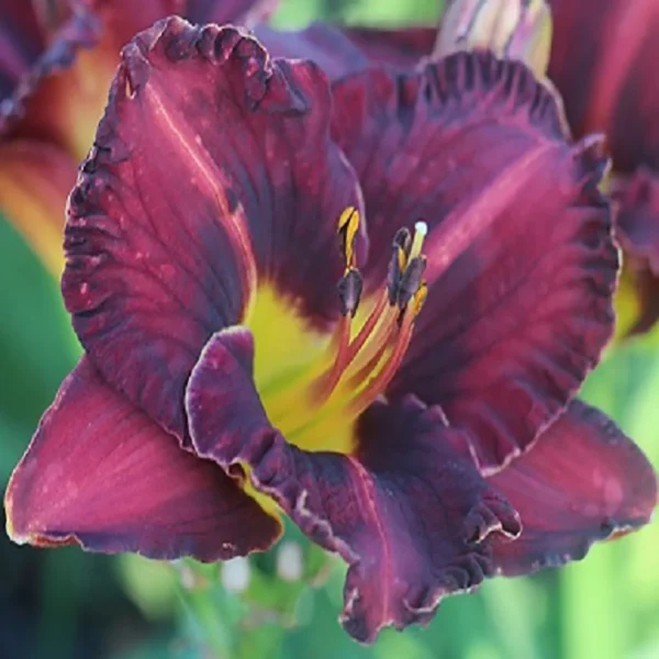 Hemerocallis 'Purplelicious'