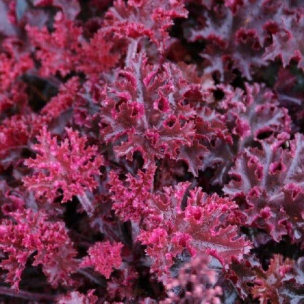 Heuchera "Melting Fire"