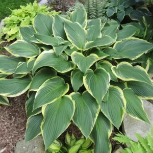 Hosta "Yellow River"