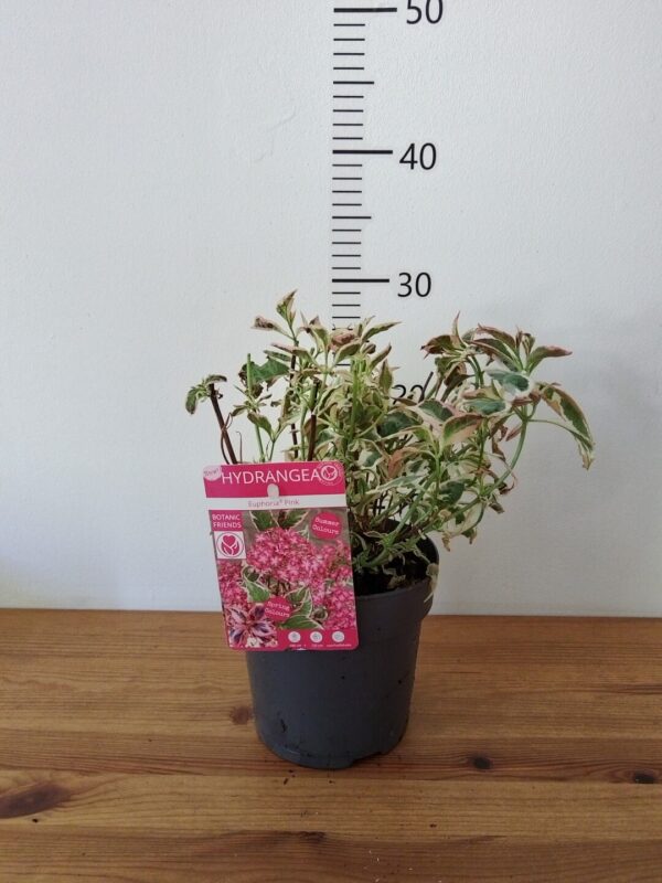 Hydrangea serrata 'Euphoria Pink' - hortenzija