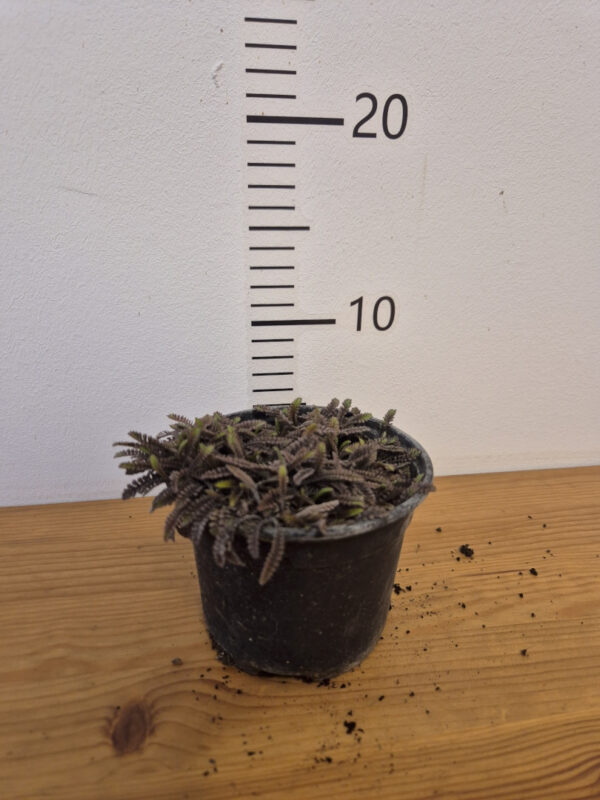 Leptinella squallida 'Platt's Black'