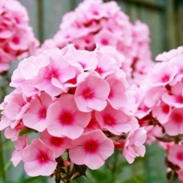Phlox paniculata 'Brilliant' - plamenac