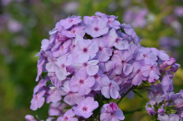 Phlox paniculata 'David Lavender' - plamenac