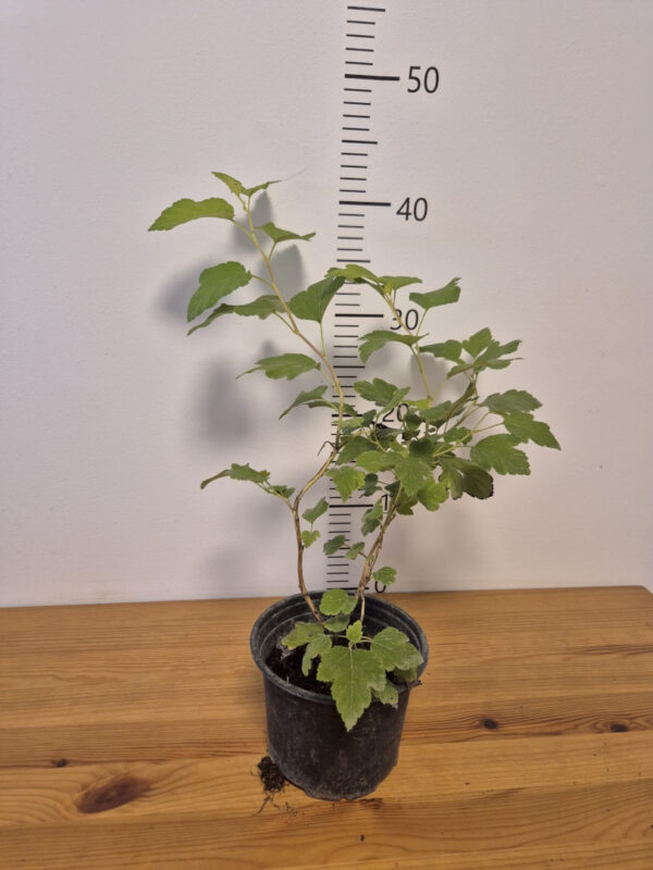 Physocarpus opulifolius 'Darts Gold'