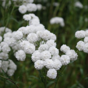 Achillea ptarmica